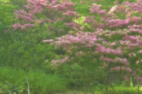 Delaware, Wilmington Flowering trees